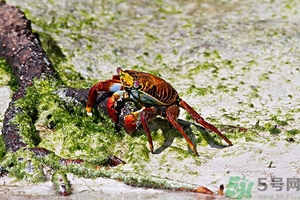 螃蟹怎么保存才新鮮？活螃蟹怎么保存過(guò)夜？