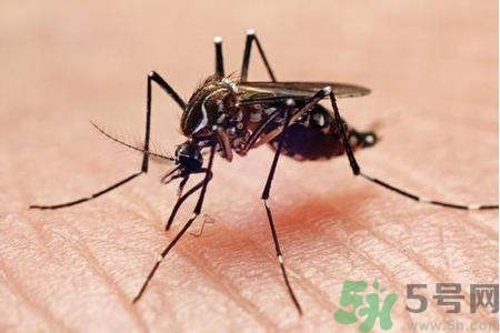 寨卡病毒的表現(xiàn)是什么？寨卡病毒的癥狀有哪些？