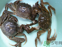 陽澄湖大閘蟹怎么保存？陽澄湖大閘蟹保存方法