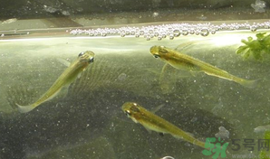 陽澄湖大閘蟹如何保鮮？陽澄湖大閘蟹保質(zhì)期