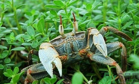 陽澄湖大閘蟹如何保鮮？陽澄湖大閘蟹保質(zhì)期