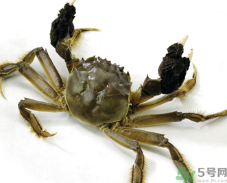 陽澄湖大閘蟹如何保鮮？陽澄湖大閘蟹保質(zhì)期