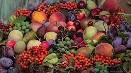 無籽葡萄是怎么回事?無籽葡萄是轉(zhuǎn)基因嗎