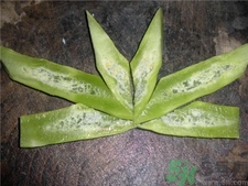 萵筍空心能吃嗎?萵筍空心是什么原因 萵筍空心能吃嗎?萵筍空心是什么原因