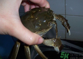 大閘蟹怎么洗？大閘蟹怎么洗才干凈？