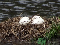 蘋果和鵝蛋能一起吃嗎?蘋果和鵝蛋一起吃好嗎