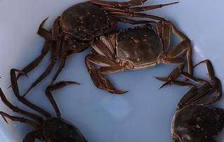 大閘蟹可以放冰箱嗎？大閘蟹放冰箱能活幾天？