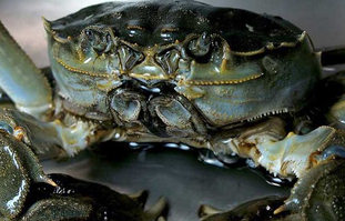 大閘蟹可以放冰箱嗎？大閘蟹放冰箱能活幾天？