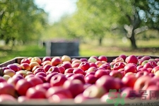 蘋果和鈣片能一起吃嗎?蘋果和鈣片一起吃好嗎 蘋果和鈣片能一起吃嗎?蘋果和鈣片一起吃好嗎
