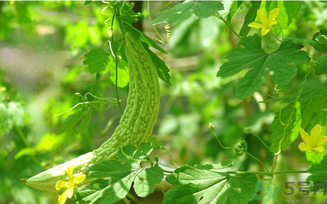 苦瓜汁是飯前喝還是飯后喝？苦瓜汁什么時候喝最好？