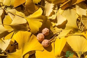 白果什么時(shí)候成熟？沒(méi)熟的白果能不能吃？