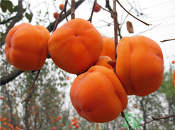 螃蟹和柿子一起吃了怎么辦？螃蟹和柿子一起吃有毒嗎？