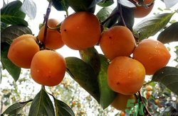 螃蟹和柿子一起吃了怎么辦？螃蟹和柿子一起吃有毒嗎？