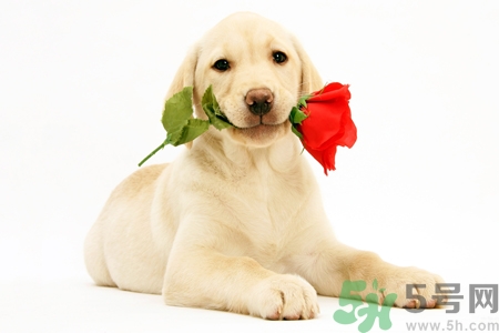 被狗咬了怎么辦？被狗咬傷的急救措施是什么？