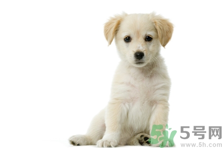 被狗咬了怎么辦？被狗咬傷的急救措施是什么？