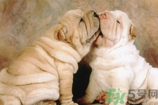 被狗咬出血怎么辦？被狗咬了沒出血怎么辦？