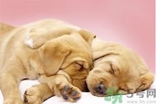 被狗咬出血怎么辦？被狗咬了沒出血怎么辦？