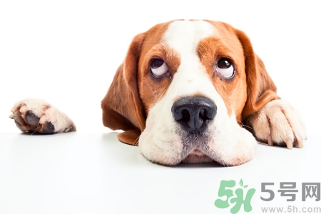 被狗咬出血怎么辦？被狗咬了沒出血怎么辦？