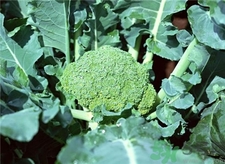 西蘭花的營養(yǎng)價(jià)值 西蘭花的功效與作用 西蘭花的營養(yǎng)價(jià)值 西蘭花的功效與作用