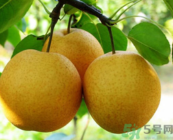 吃梨會發(fā)胖嗎？吃梨子有什么好處？