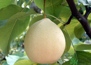 吃梨拉肚子怎么回事？吃梨拉肚子怎么辦？