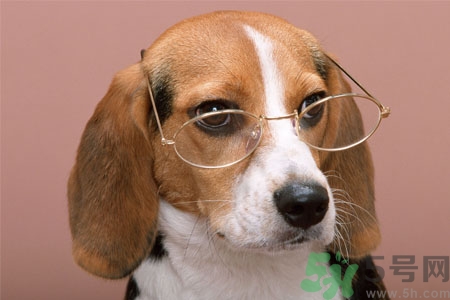 ?狗狗嘔吐怎么回事？狗狗拉稀嘔吐怎么辦？