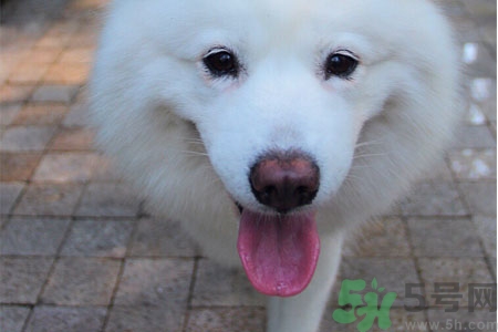 ?狗狗嘔吐怎么回事？狗狗拉稀嘔吐怎么辦？