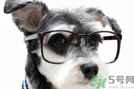 ?狗狗嘔吐怎么回事？狗狗拉稀嘔吐怎么辦？