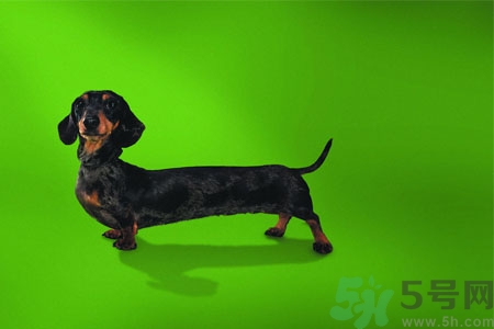 ?狗狗嘔吐怎么回事？狗狗拉稀嘔吐怎么辦？