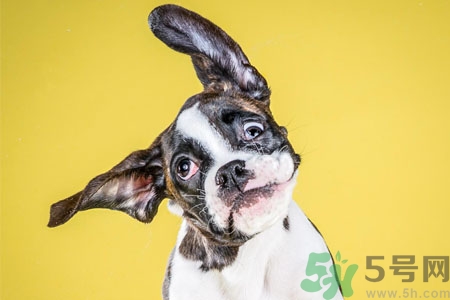 ?狗狗嘔吐怎么回事？狗狗拉稀嘔吐怎么辦？