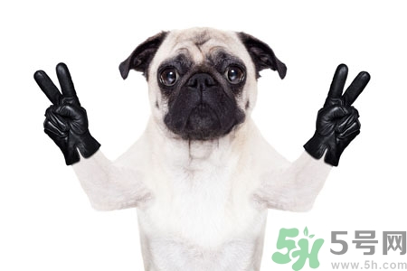 狗狗吃什么最好？狗狗不能吃的食物有哪些？