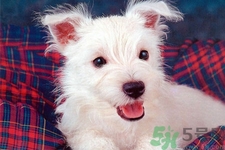 狗狗吃什么最好？狗狗不能吃的食物有哪些？