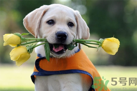 狗狗怎么訓(xùn)練？狗狗怎么喂養(yǎng)？