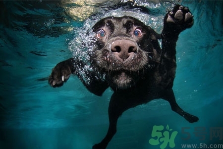 狗狗怎么訓(xùn)練？狗狗怎么喂養(yǎng)？