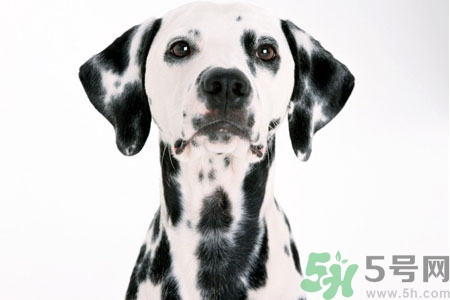 狗狗怎么訓(xùn)練？狗狗怎么喂養(yǎng)？