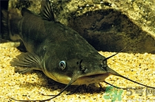 鯰魚(yú)的營(yíng)養(yǎng)價(jià)值 鯰魚(yú)的功效與作用 鯰魚(yú)的營(yíng)養(yǎng)價(jià)值 鯰魚(yú)的功效與作用