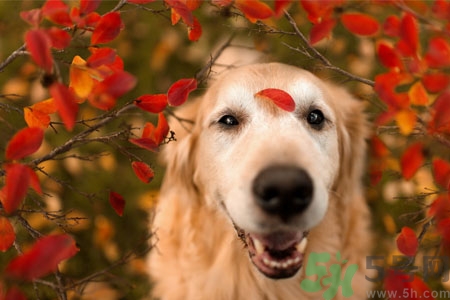 狗狗咳嗽怎么回事？狗狗咳嗽怎么辦？