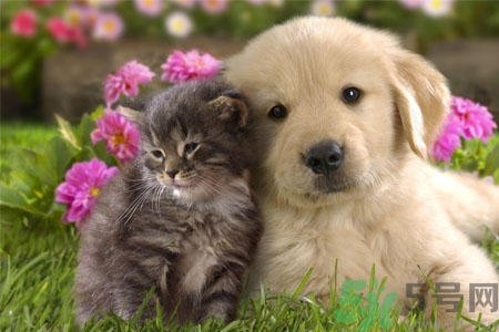 狗狗咳嗽怎么回事？狗狗咳嗽怎么辦？