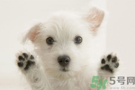 狗狗咳嗽怎么回事？狗狗咳嗽怎么辦？