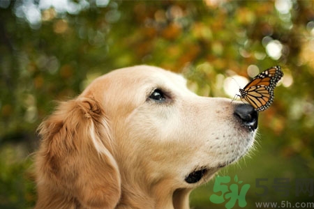 狗狗咳嗽怎么回事？狗狗咳嗽怎么辦？