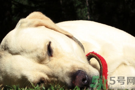 狗狗咳嗽怎么回事？狗狗咳嗽怎么辦？