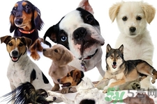 狗狗發(fā)燒了怎么辦？狗狗發(fā)燒的癥狀有哪些？