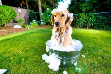 狗狗發(fā)燒了怎么辦？狗狗發(fā)燒的癥狀有哪些？