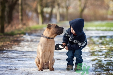 狗狗發(fā)燒了怎么辦？狗狗發(fā)燒的癥狀有哪些？