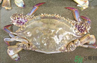 河蟹死了還能吃嗎？河蟹死了多久還能吃？