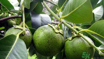 黑柿的營養(yǎng)價(jià)值及功效 黑柿怎么吃？