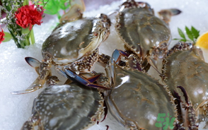 梭子蟹死了還能吃嗎？梭子蟹死了多久還能吃？