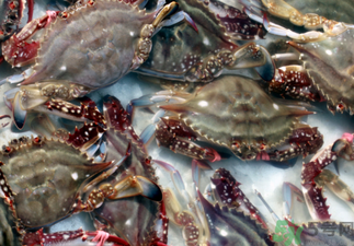 梭子蟹死了還能吃嗎？梭子蟹死了多久還能吃？