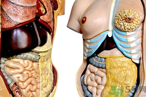 腸炎肚子疼怎么辦？腸炎肚子疼怎么緩解？