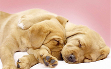 貓營養(yǎng)膏多久喂一次 貓營養(yǎng)膏吃多了會(huì)怎樣